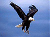 Eagle_03 - ait Kullanıcı Resmi (Avatar)