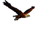 female eagle - ait Kullanıcı Resmi (Avatar)