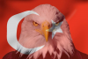 blackkartal0018ait Kullanıcı Resmi (Avatar)