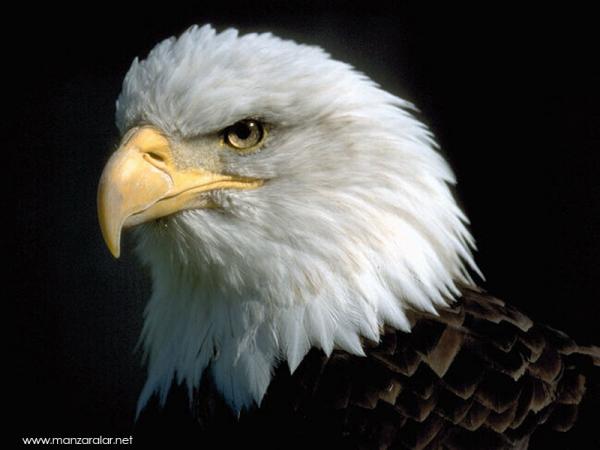 bjk kartal