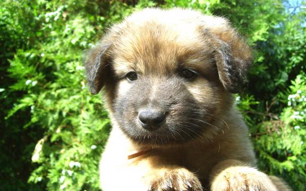 My puppy milo (1)