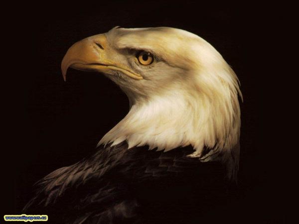 eagle wallpaper