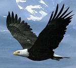 eagle20