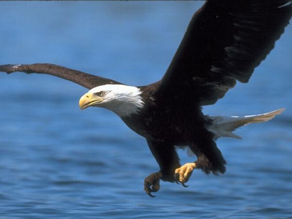 denizdeki kartal