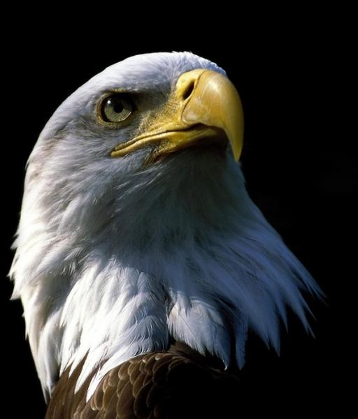 714eagle