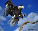 kartal2