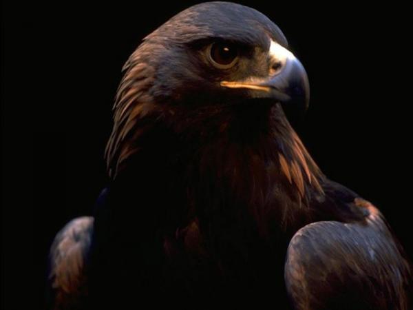 kartal11